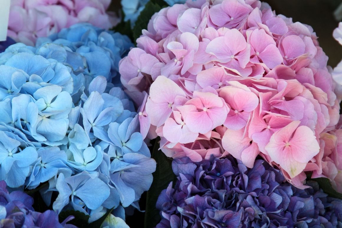 Hortensien in Rosa und Blau 